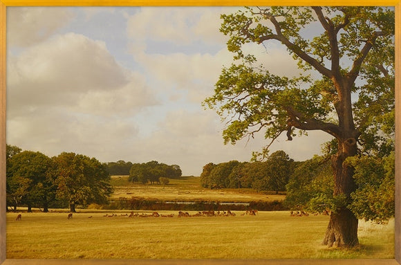 WOODMAN, KATE Bucolic